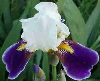 White and Violet Bearded Iris bare root rhizomes, iris bulb, flower 